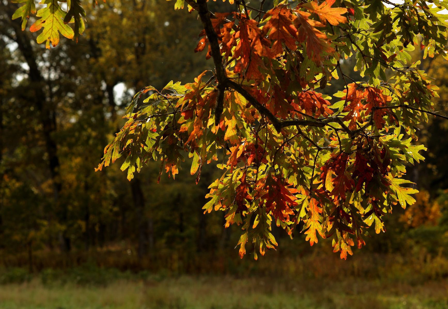 Fall colors make an appearance at Shaw Nature Reserve